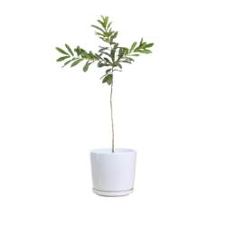 Baby Oak Tree
